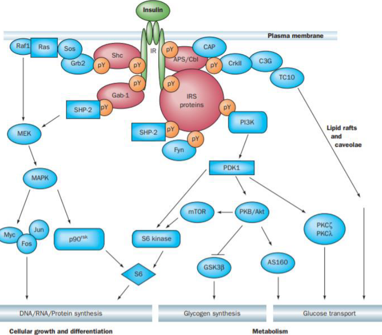 Insulin Signalling System