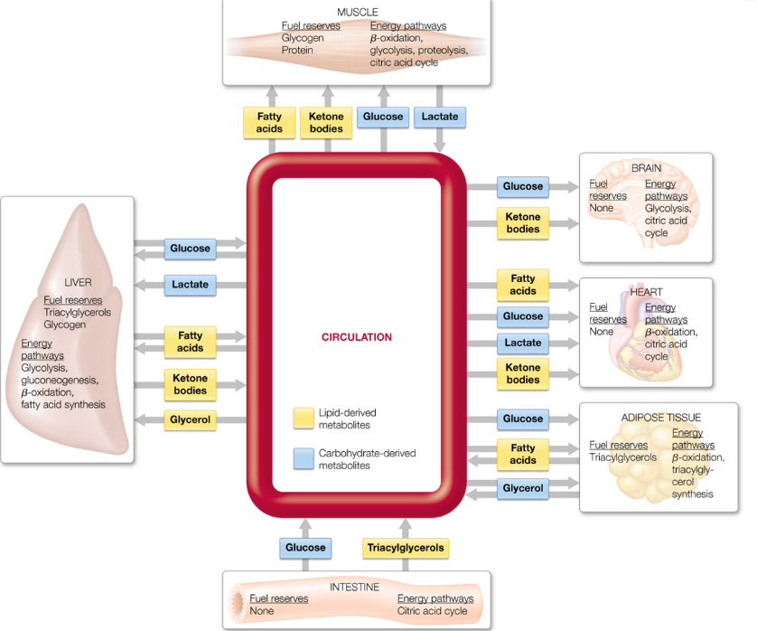 Metabolic Interactions in Major Organs