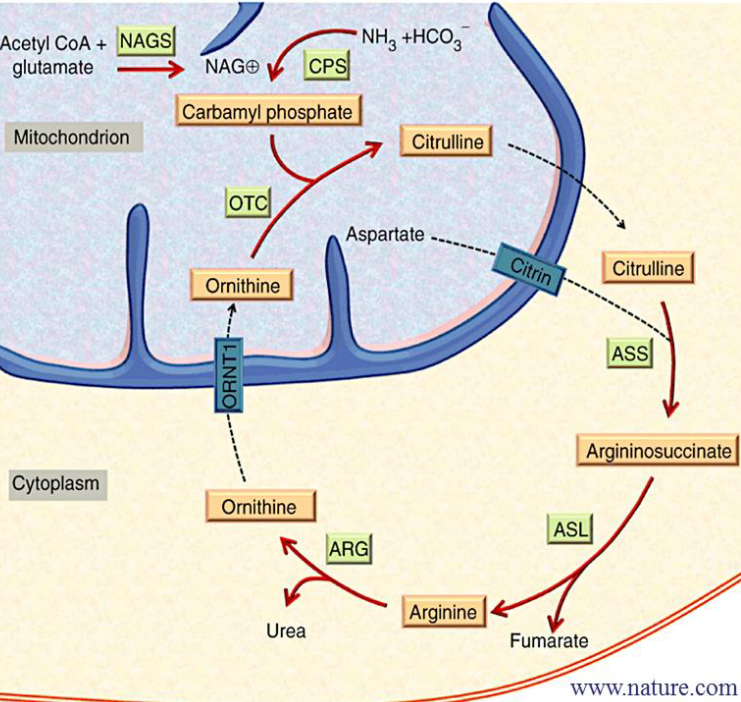 Krebs-Henseleit Urea Cycle