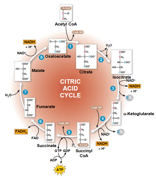 Krebs' Cycle