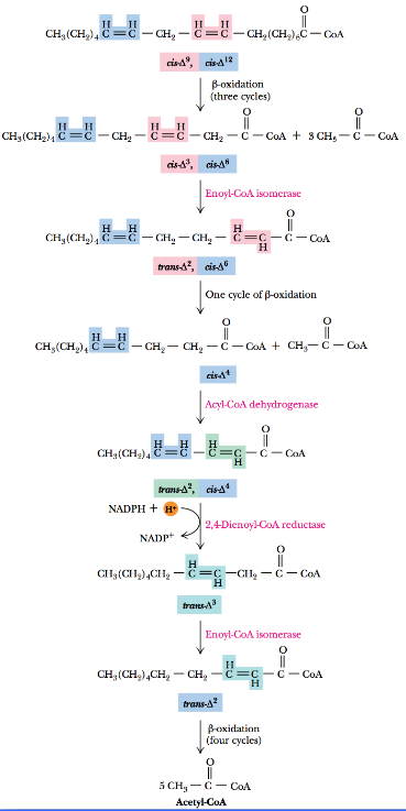 Beta Oxidation of Linoleic Acid