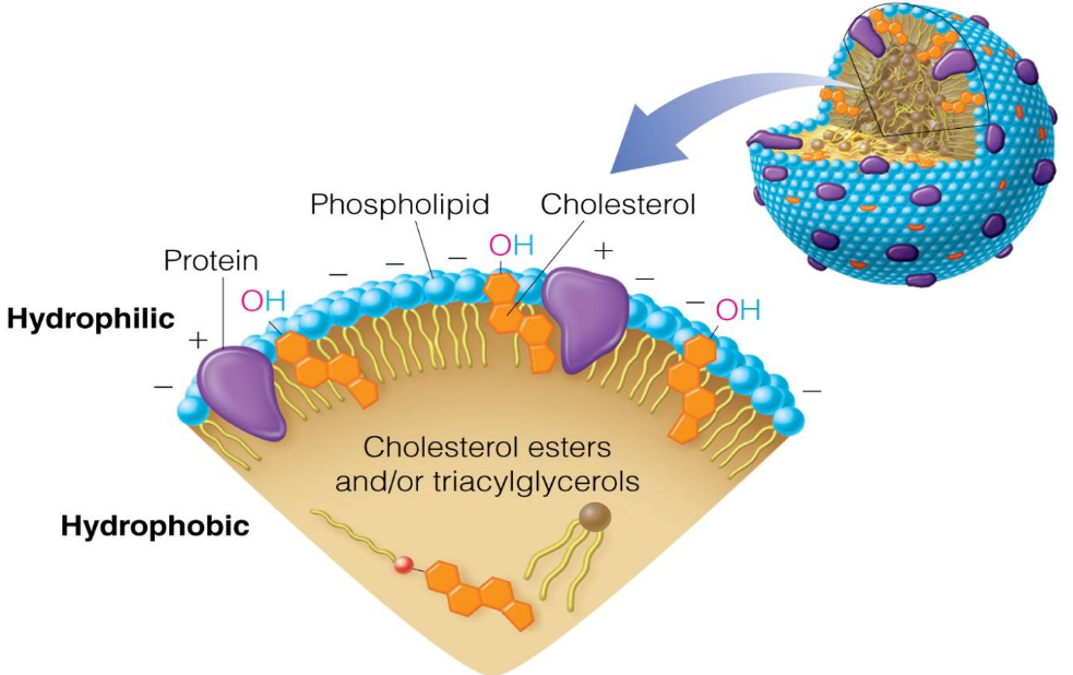 General Structure of a Plasma Protein