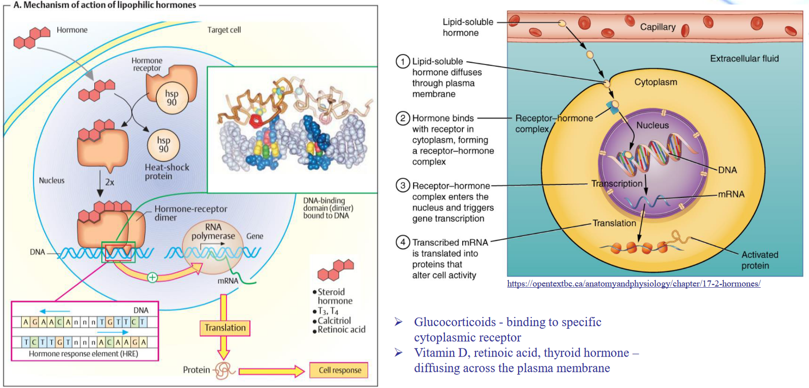 Mechanism of Lipophilic Hormones