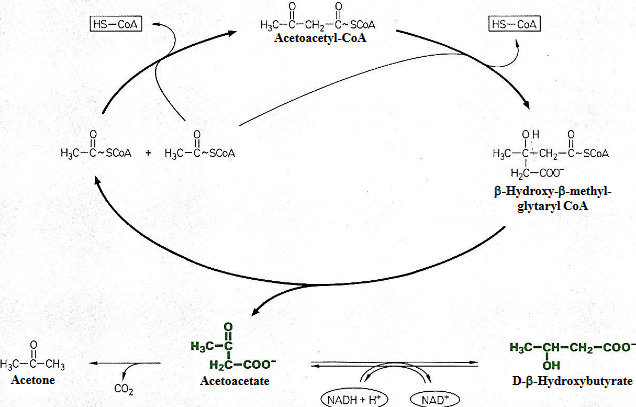 Lynen Cycle