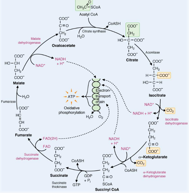 Oxidation-Reduction Enzymes in the TCA Cycle