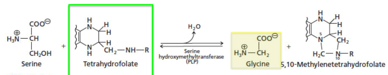 Making Glycine