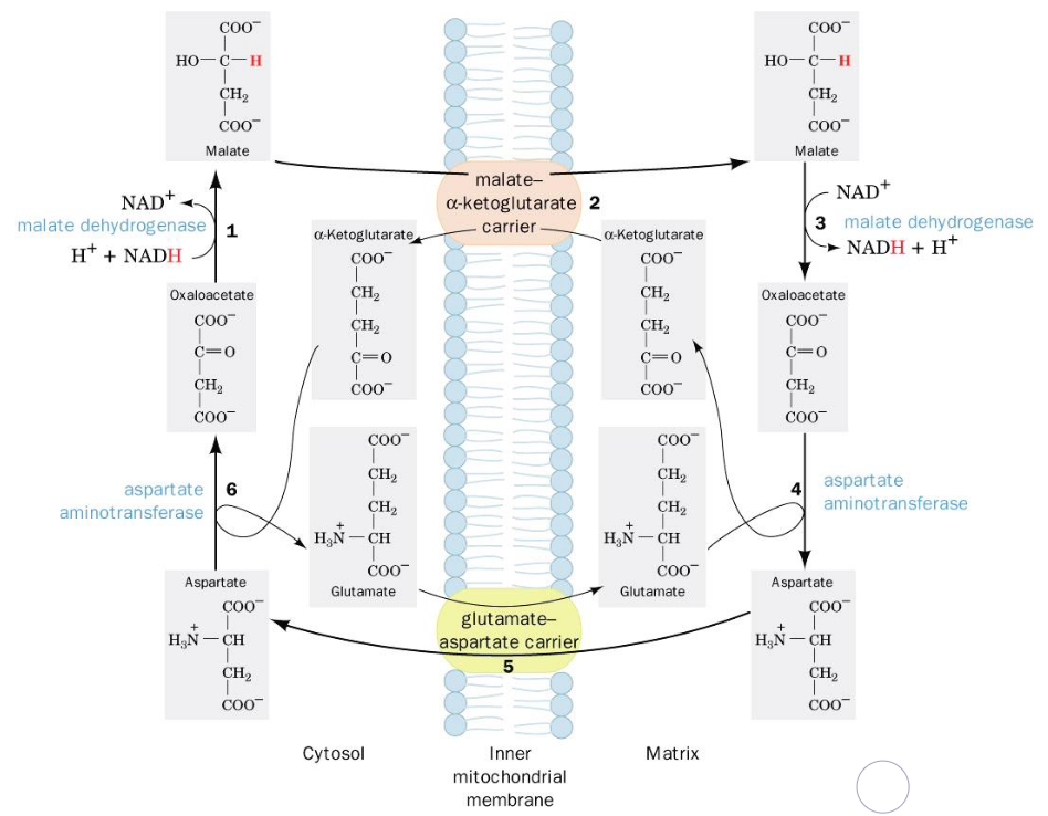 Malate-Aspartate Shuttle