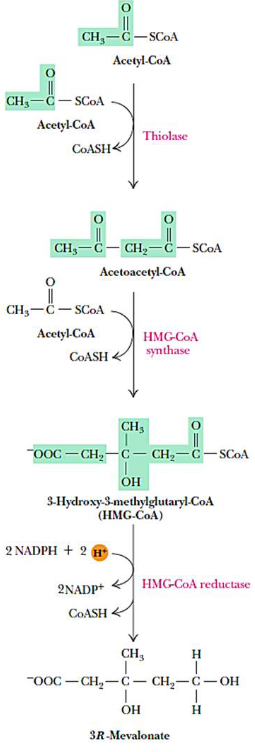 Mevalonate Synthesis