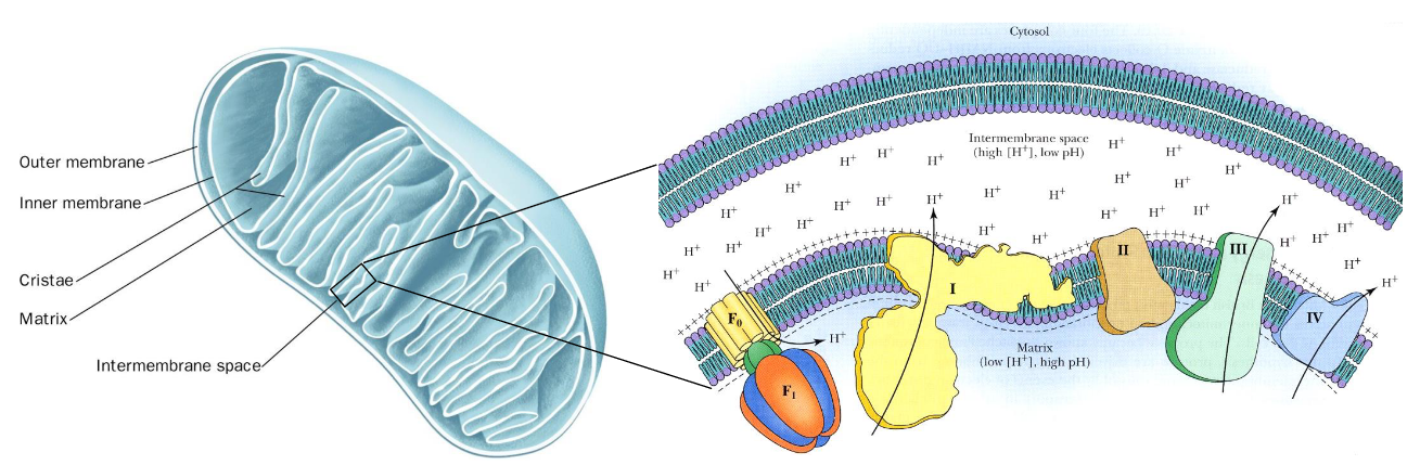 Mitochondria Anatomy