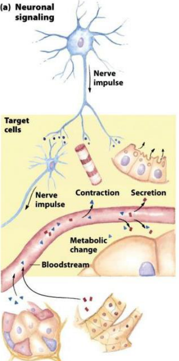 Neural Signalling