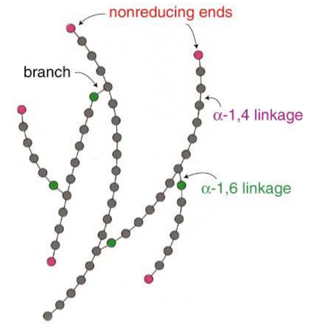 Non-Reducing Ends of Glycogen