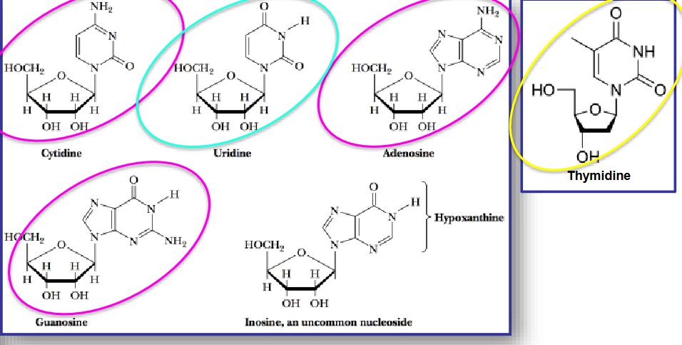 Nucleoside Structures