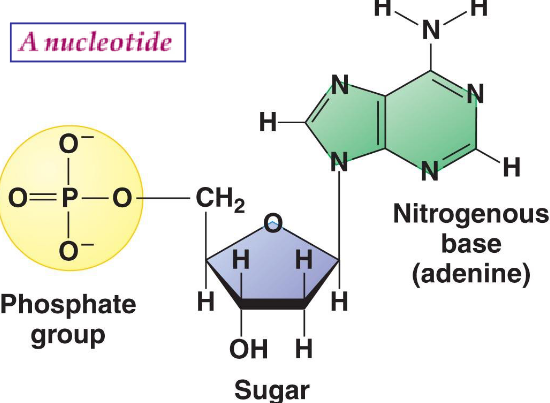 Parts of a Nucleotide