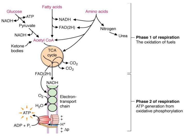 Two Phases of Respiration