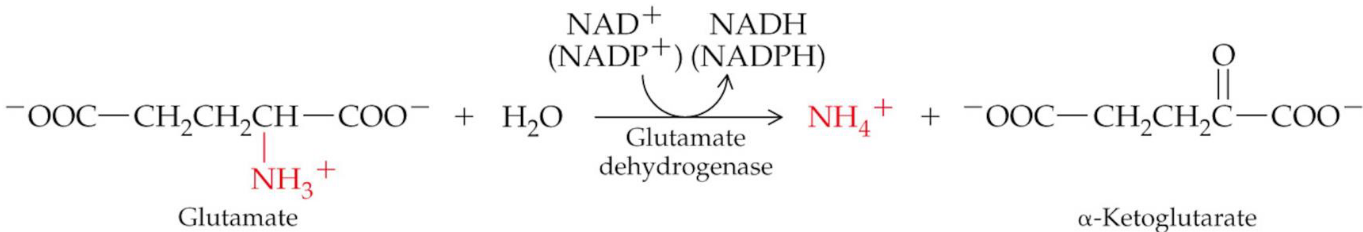 Oxidative Deanimation