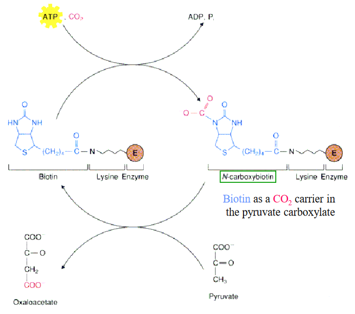 Pyruvate Carboxylase Reaction