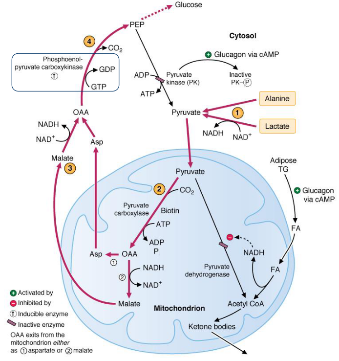 Pyruvate Carboxylase Action