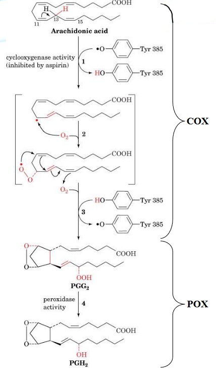 Arachidonic Acid Conversion into PGH~2~