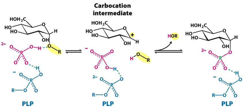 More About Phosphorylase