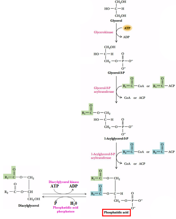 Precursors for Making Phosphatidic Acid