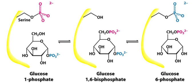 Phosphoglucomutase Mechanism