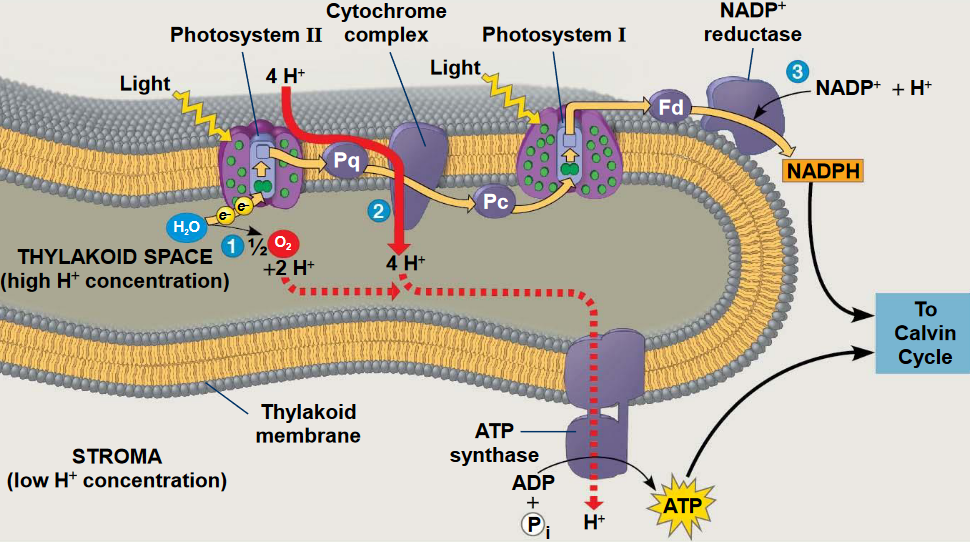 PSI and PSII in the Granum