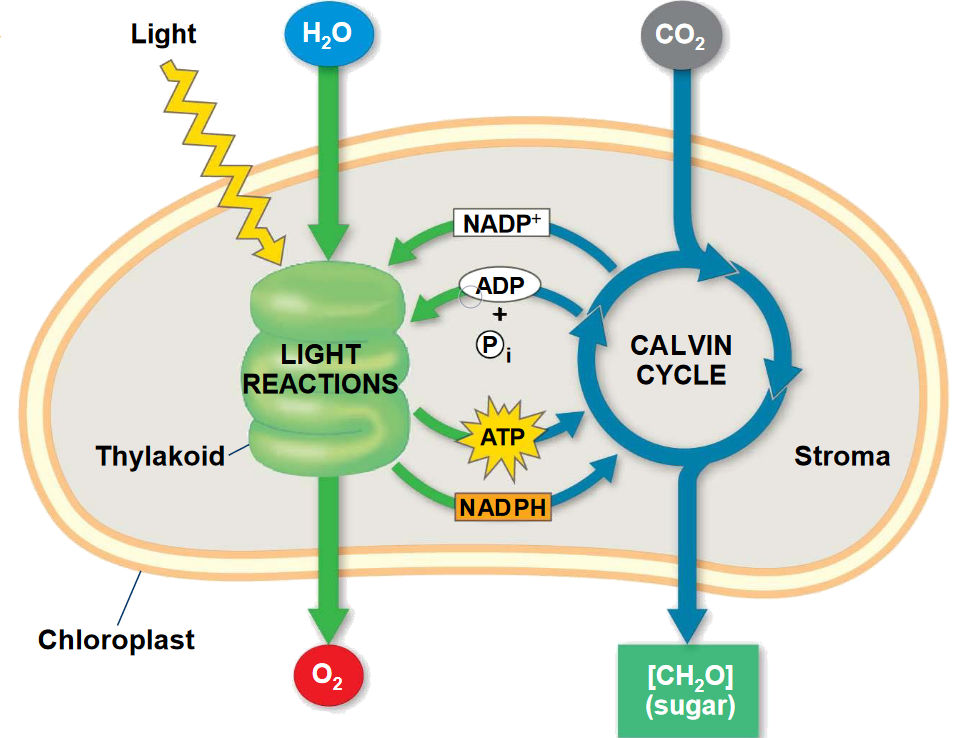 Overview of Photosynthesis