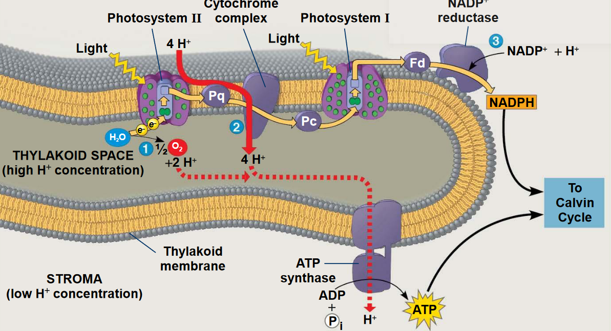 Photophosphorylation