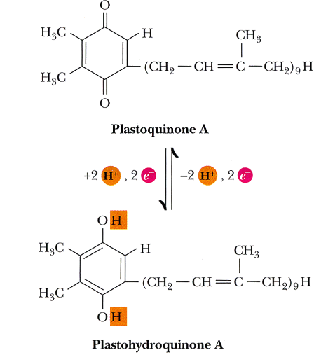 Plastocyanin in the Z-Scheme