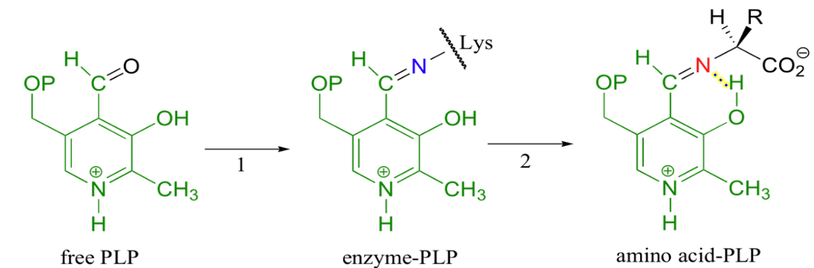 First Stepe of Almost All PLP-Dependent Reactions