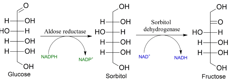 Polyol Pathway