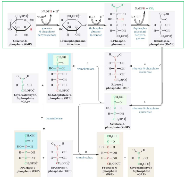 Full Pentose Phosphate Pathway