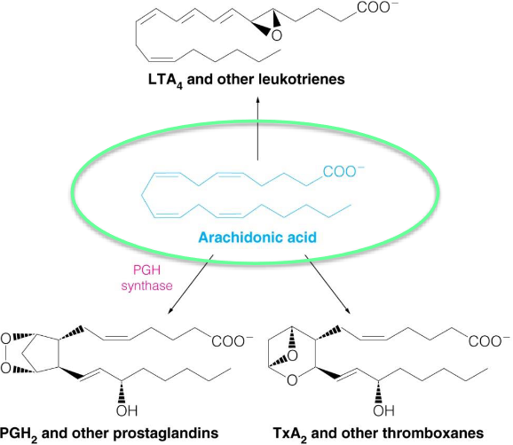 Product Syntheses from Arachidonic Acid