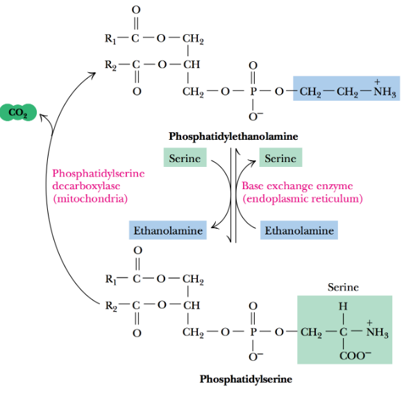 PS and PE Interconversion