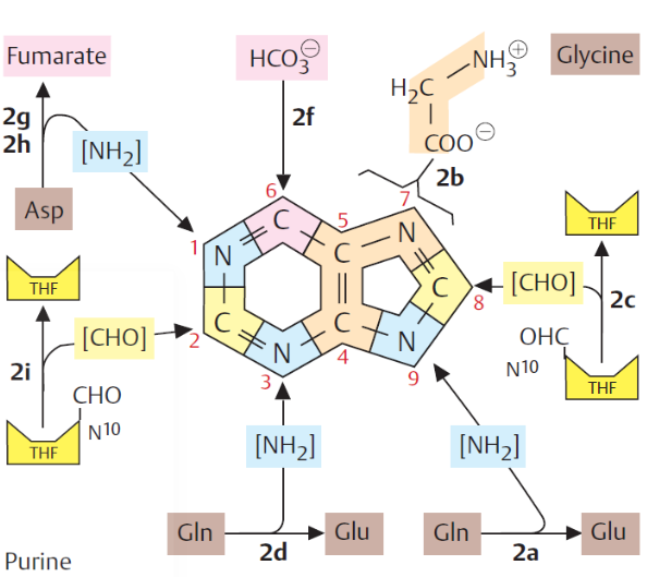 Atom Sources of a Purine Ring