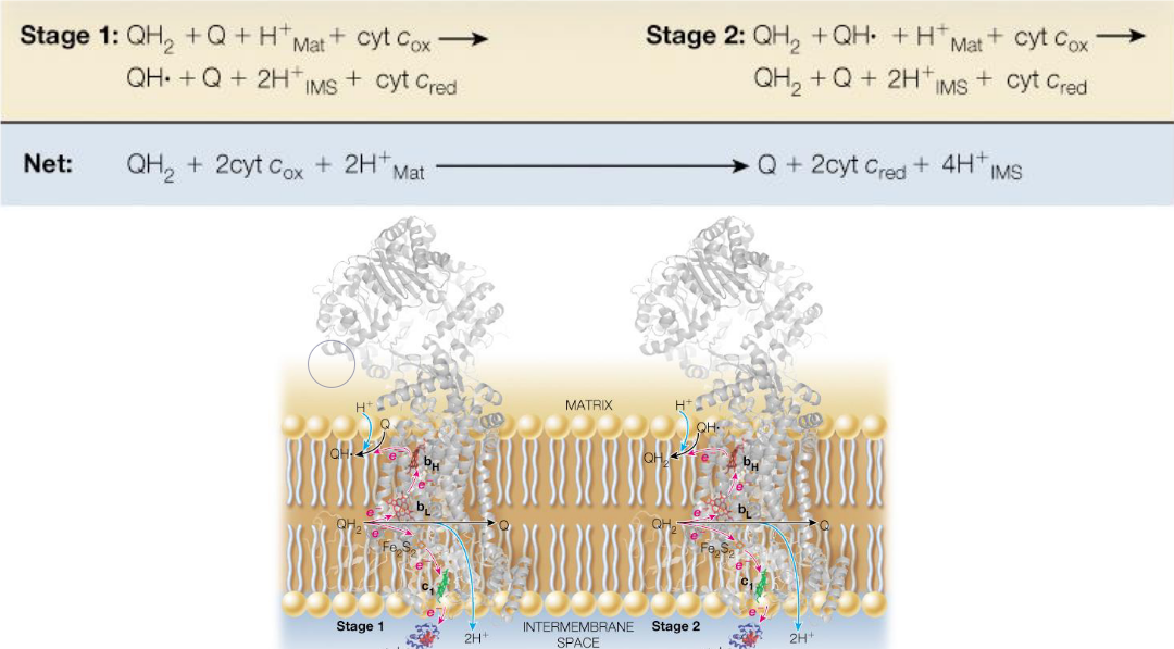 Q Cycle Schematic