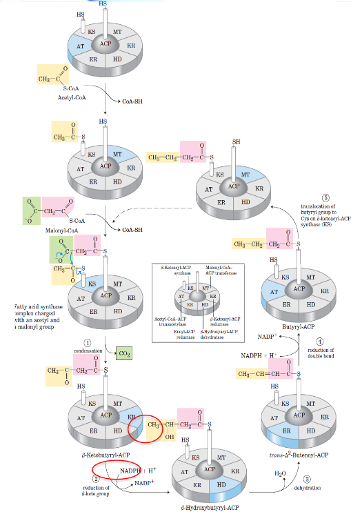 Reaction Cycle of Fatty Acid Biosynthesis