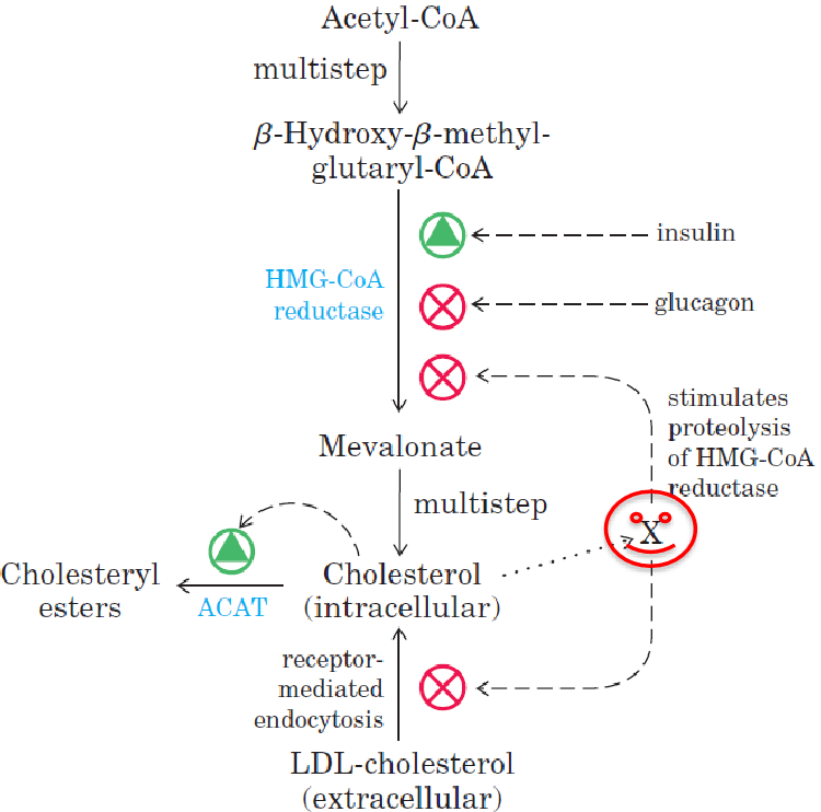 Regulating Cholesterol Metabolism