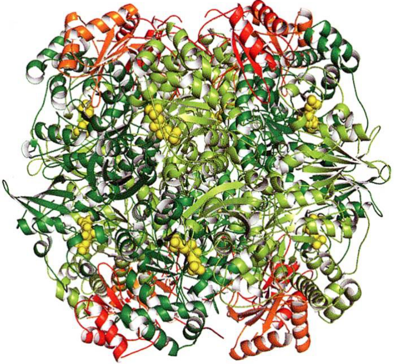 Rubisco Structure