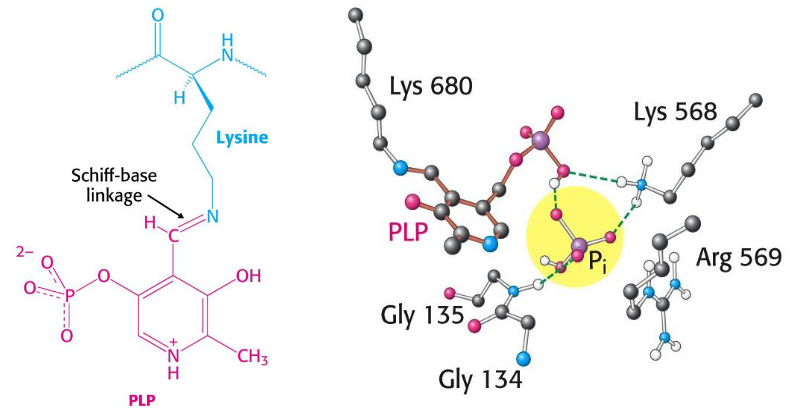 Chapter 8 Glycogen Synthesis | BS2003: Biochemistry II