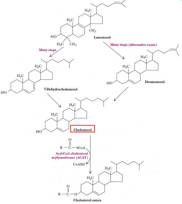 Cholesterol Synthesis from Squalene