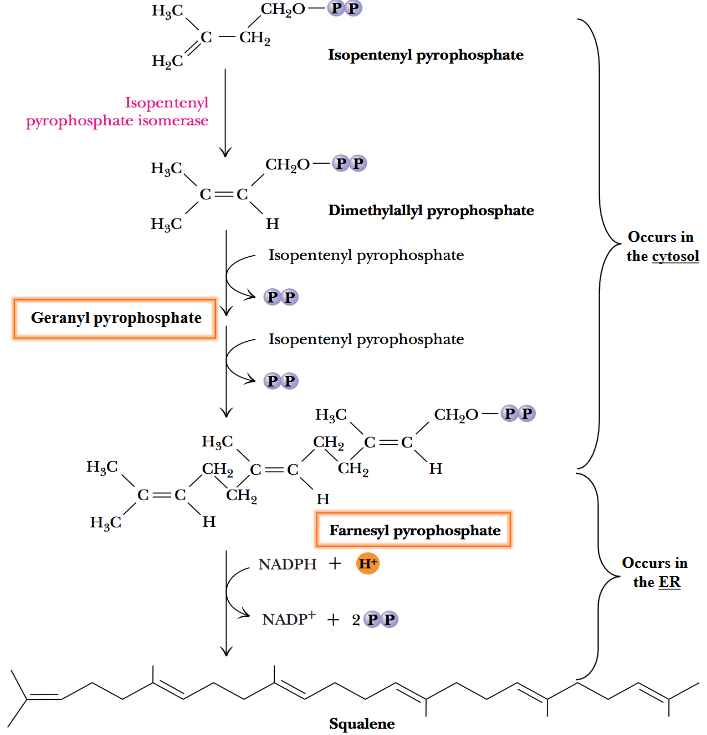 Squalene Formation