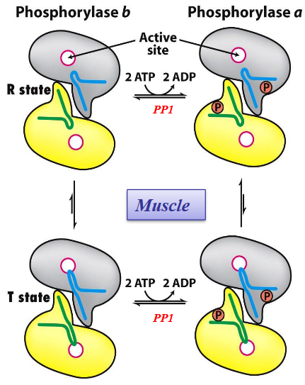 T and R States of Glycogen Phosphorylase