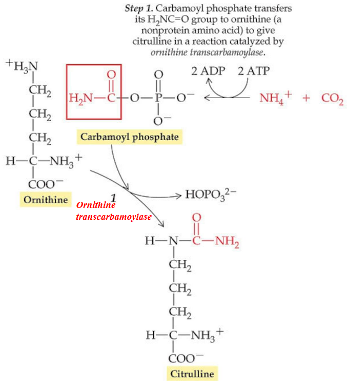 Step 1 of the Krebs-Henseleit Urea Cycle