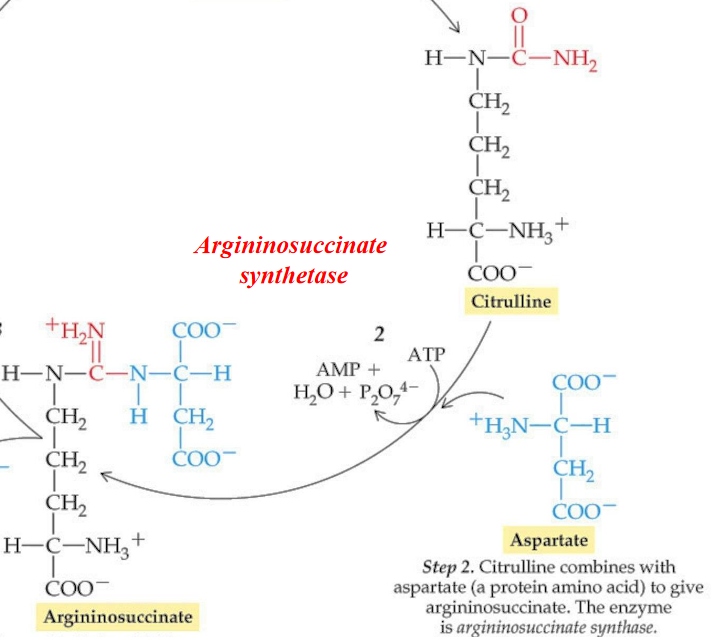 Step 2 of the Krebs-Henseleit Cycle