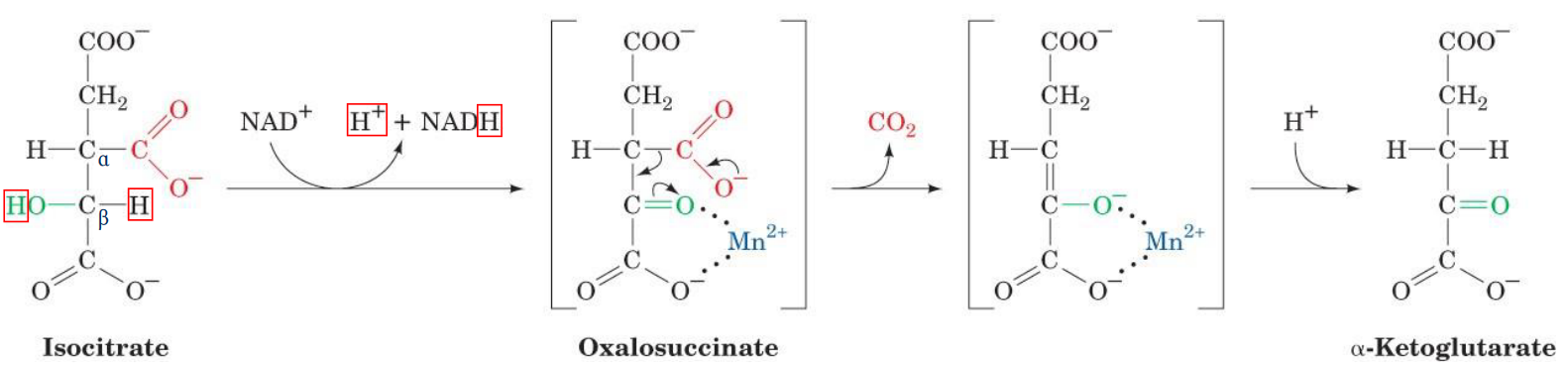 Step 3 of Krebs' Cycle