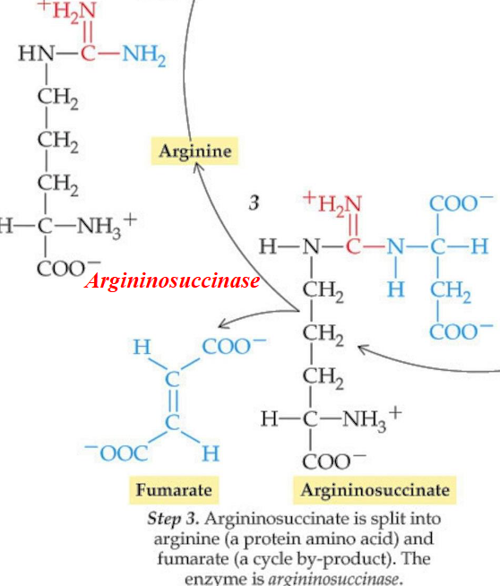 Step 3 of the Krebs-Henseleit Cycle