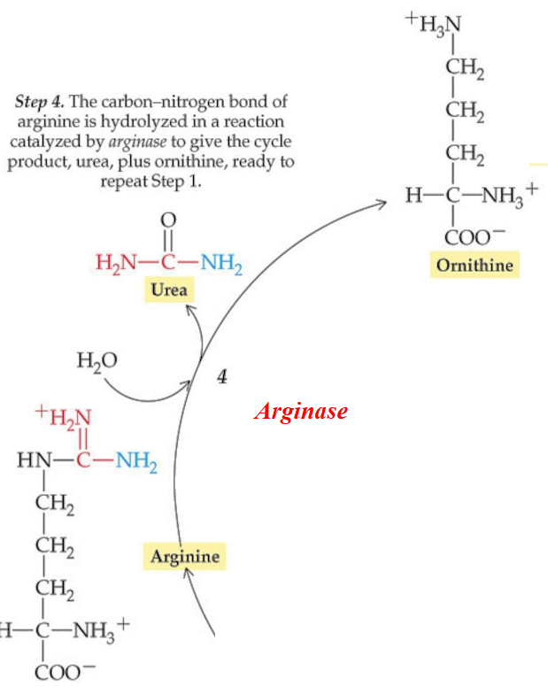 Step 4 of the Krebs-Henseleit Cycle