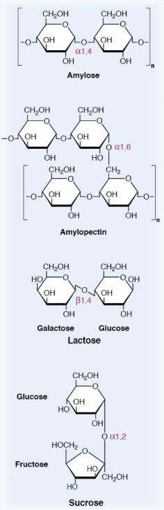 Structures of Different Sugar Polymers