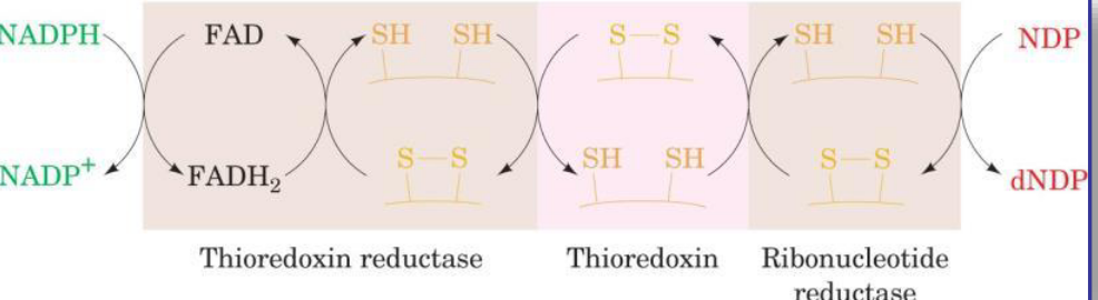 Thioredoxin